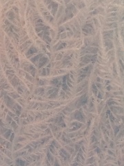 Cumathamnion decipiens