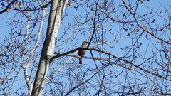 Bombycilla garrulus