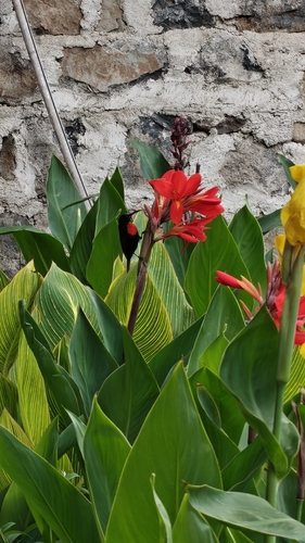 Scarlet-chested Sunbird