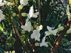 Astragalus eremiticus