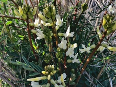 Astragalus eremiticus