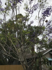 Magnoliopsida