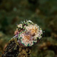 Glossodoris