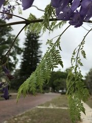 Magnoliopsida