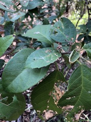 Mallotus claoxyloides