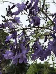 Magnoliopsida