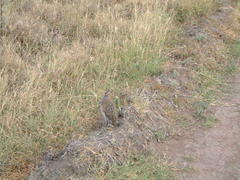 Pternistis rufopictus