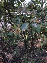 Mallotus claoxyloides