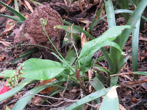 Anthurium harrisii