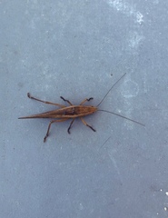 Xestophrys javanicus