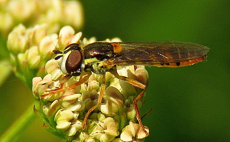 Sphaerophoria loewii