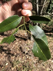 Capparis arborea