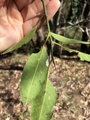 Capparis arborea