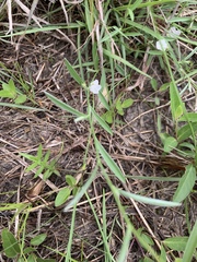 Evolvulus sericeus