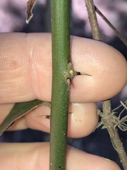 Capparis arborea