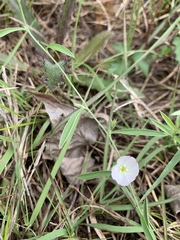 Evolvulus sericeus
