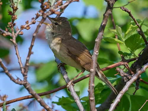 Carricero de Blyth (Acrocephalus dumetorum)