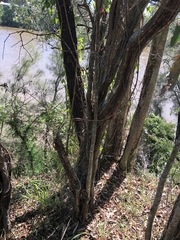 Capparis arborea