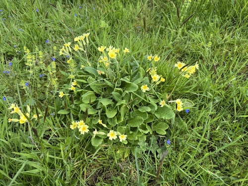 Primula × polyantha, photograph 1