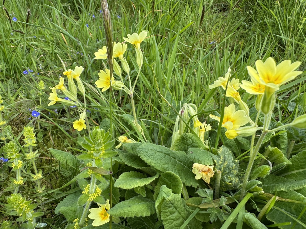 Primula × polyantha; photograph (c) chrisdt, some rights reserved (CC BY)