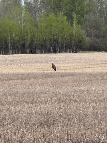 Sandhill Crane