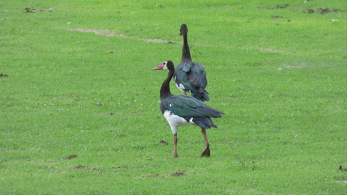 iNaturalist image
