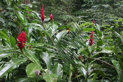 Red Ginger