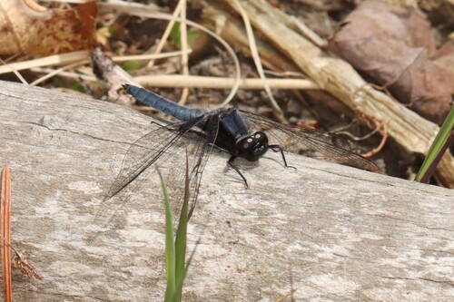 Blue Corporal photo 3