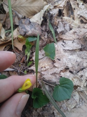 Viola eriocarpa