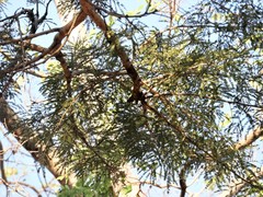 Acacia pendula