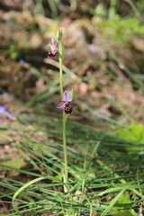 Ophrys (Ophrys demangei)