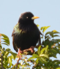 Sturnus vulgaris