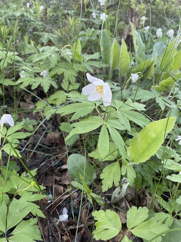 wood anemone