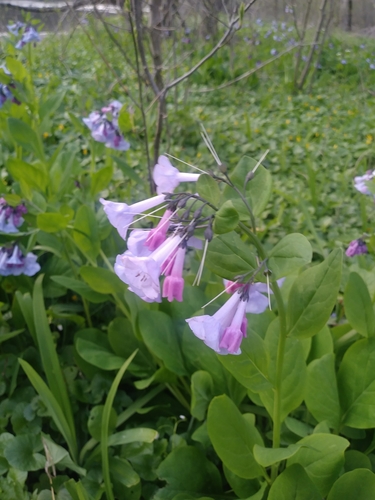 Mertensia virginica