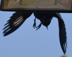 Quiscalus mexicanus