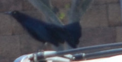 Quiscalus mexicanus