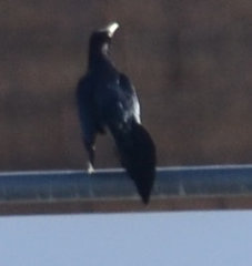 Quiscalus mexicanus