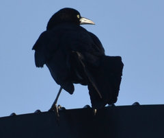 Quiscalus mexicanus