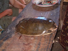 Cycloderma frenatum