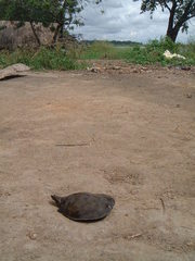 Cycloderma frenatum