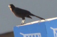 Quiscalus mexicanus