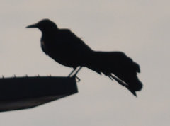 Quiscalus mexicanus