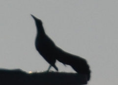 Quiscalus mexicanus