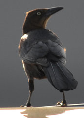Quiscalus mexicanus