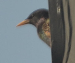 Sturnus vulgaris