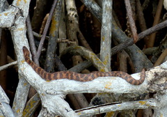 Nerodia clarkii compressicauda