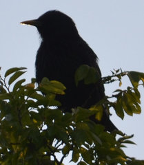 Sturnus vulgaris