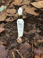 Staheliomyces cinctus