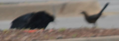 Quiscalus mexicanus