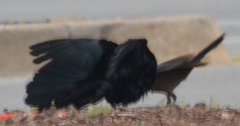Quiscalus mexicanus